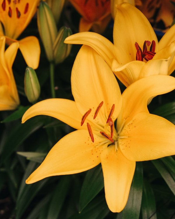 2g Tiny Bee Asiatic Lily