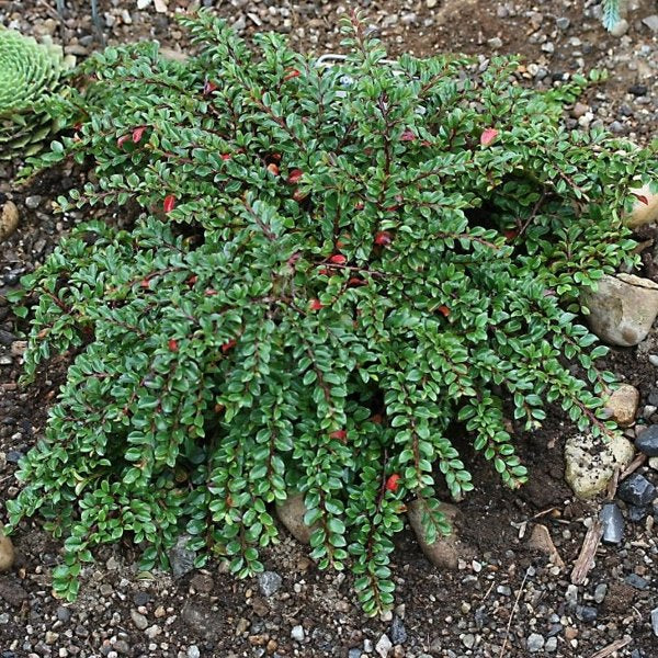 2g Tom Thumb Cotoneaster