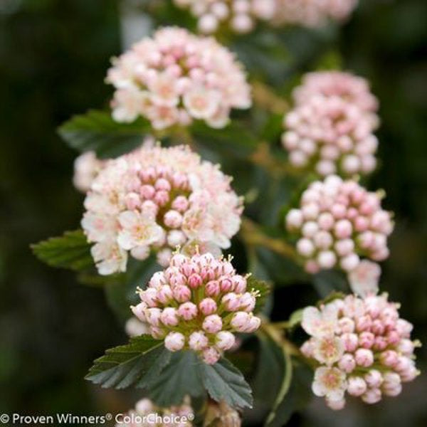 1 Quart Tiny Wine Ninebark