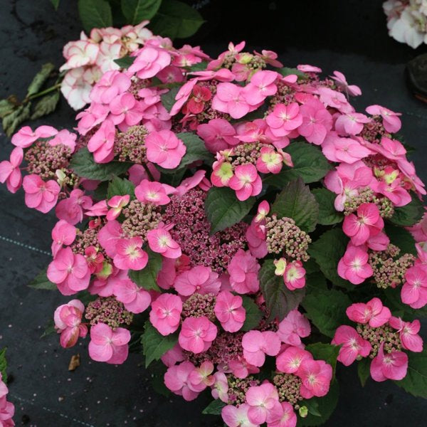 2g Tuff Stuff Reblooming Mountain Hydrangea