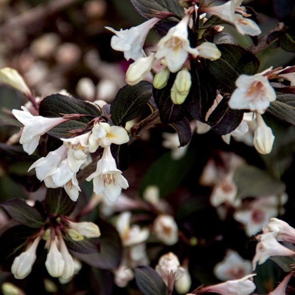 2g Tuxedo Weigela
