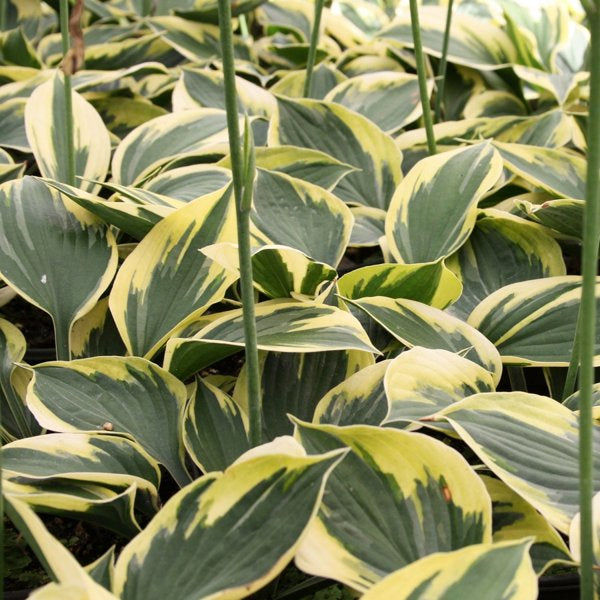 1g Twilight Hosta
