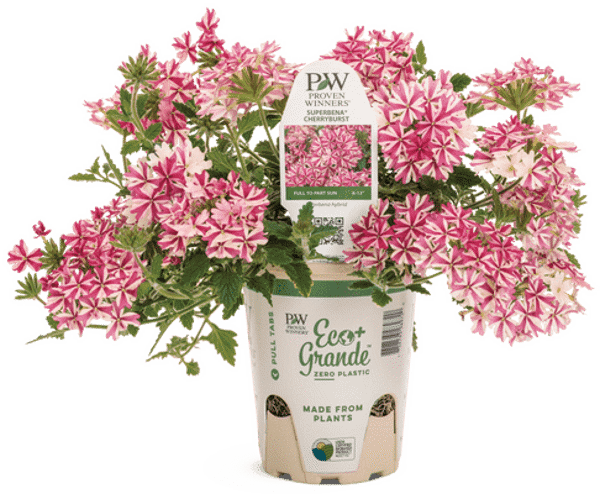 4 Inch Verbena Superbena Royale Cherryburst Impr
