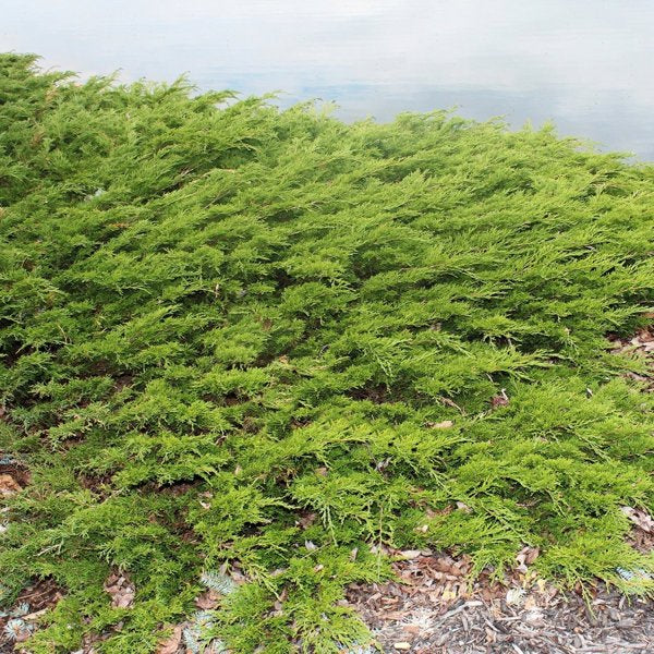 3g Viridis Sargent's Juniper