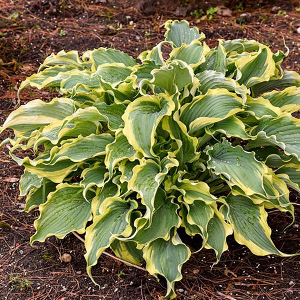1g Voices in the Wind Plantain Lily