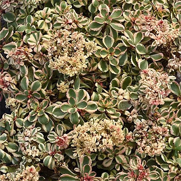 1g What a Doozie Two row Stonecrop