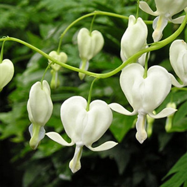 1g White Bleeding Heart