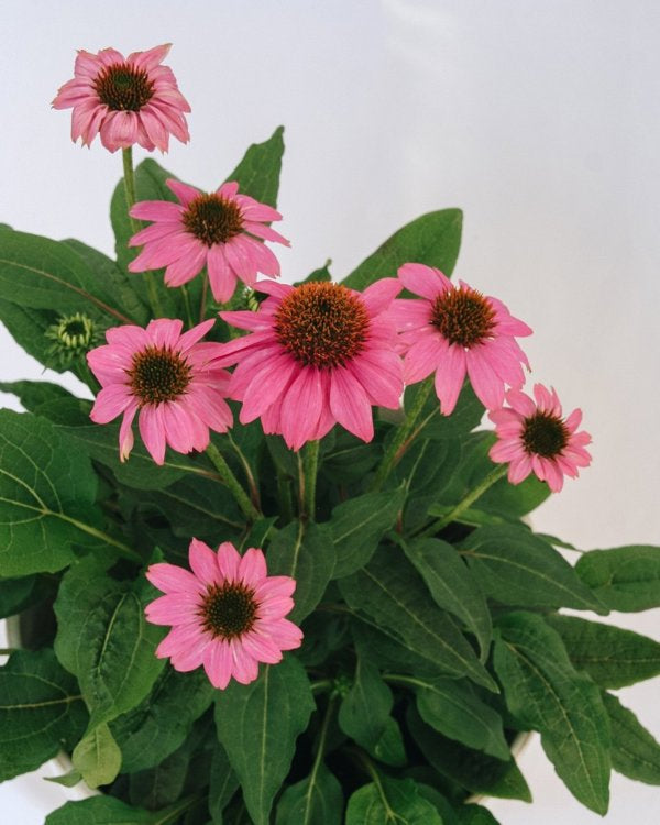 1g Wild Berry Coneflower