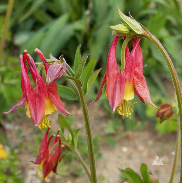 Wild Columbine - 11cm Pot