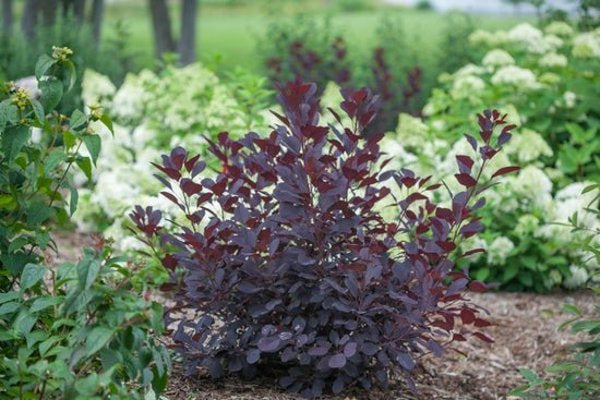 1 Quart Winecraft Black Smokebush