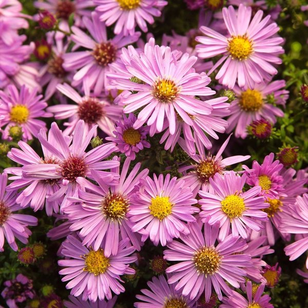1g Wood's Pink Alpine Aster