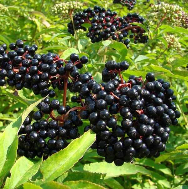 1g Wyldewood Elderberry