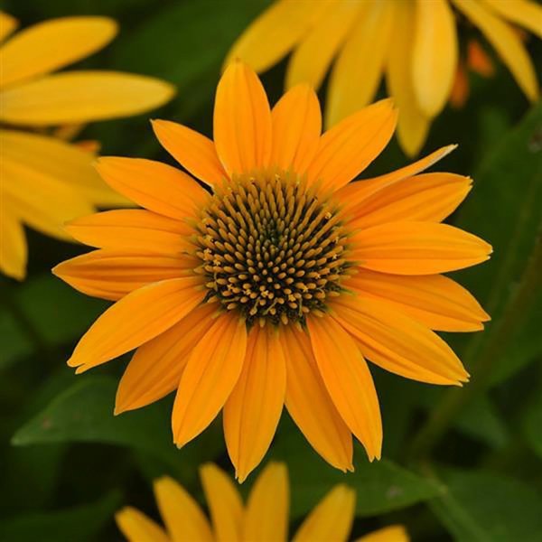 1g Yellow Ombre Coneflower