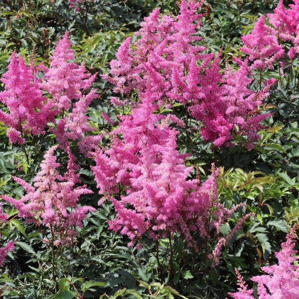 2g Younique Lilac False Spirea