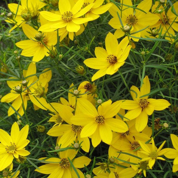 2g Zagreb Threadleaf Coreopsis