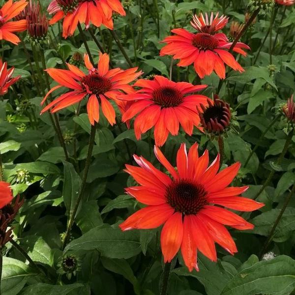 Panama Red Coneflower - 11cm Pot