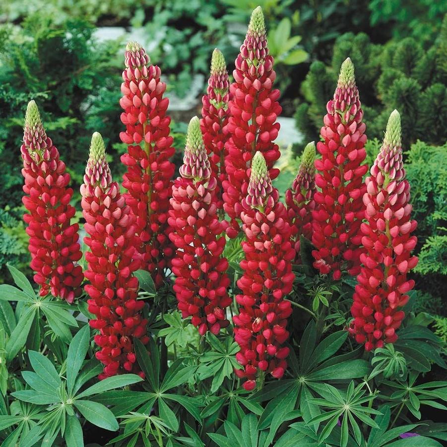 2g Gallery Red Lupine