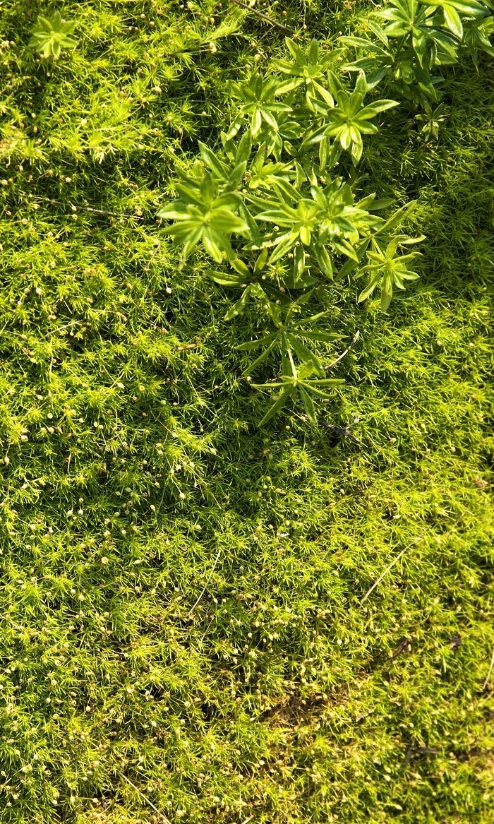 1g Scotch Moss