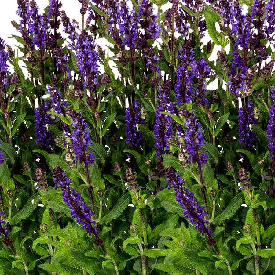 1g Noble Knight Sage