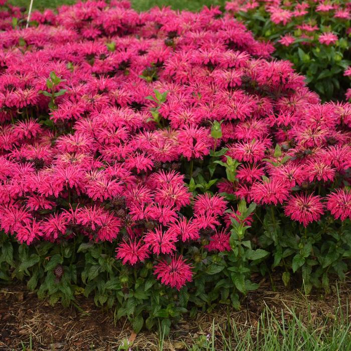 1g Leading Lady Razzberry Bee Balm