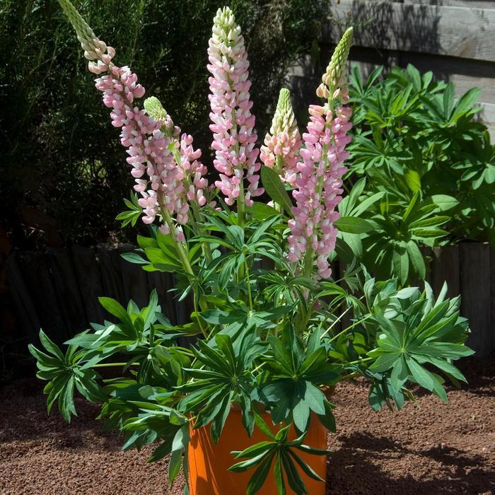2g Gallery Pink Lupine