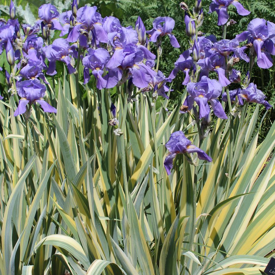 1g Golden Variegated Sweet Iris