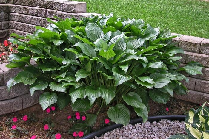 1g Royal Standard Plantain Lily
