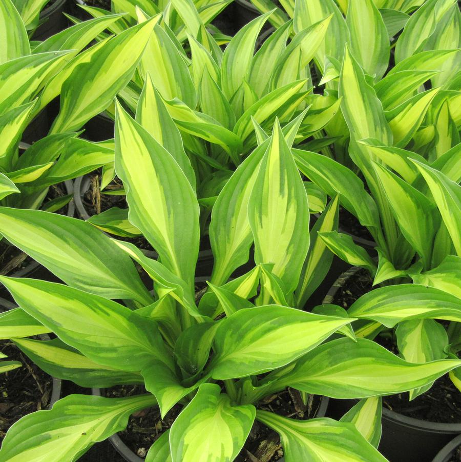 1g Lakeside Little Tuft Plantain Lily