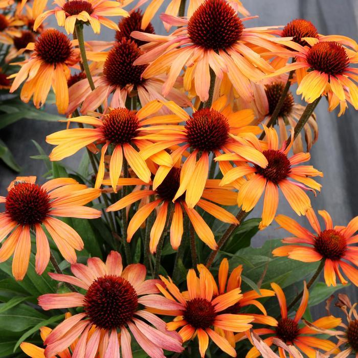 1g Tiger Coneflower