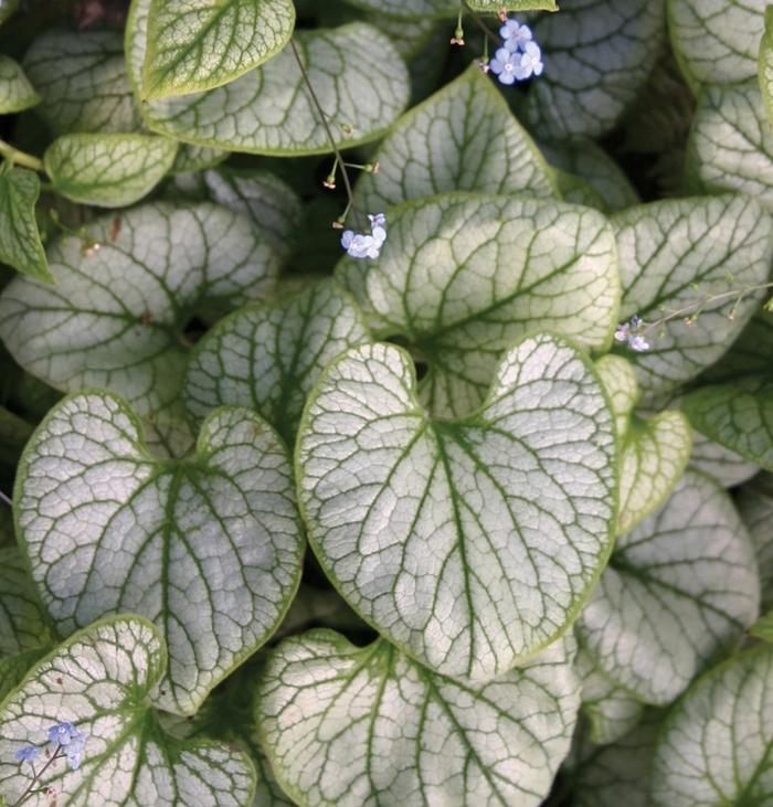 1g Silver Charm Siberian Bugloss