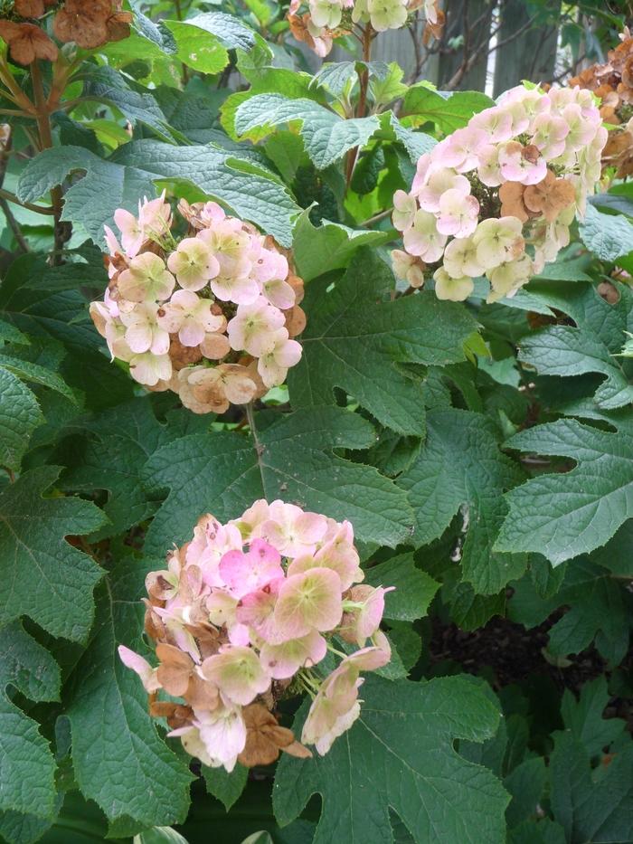 2g Snow Queen Oakleaf Hydrangea