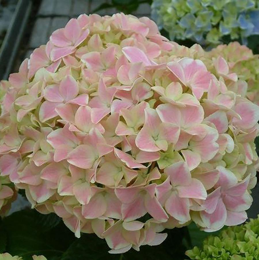 2g Peppermint Hydrangea