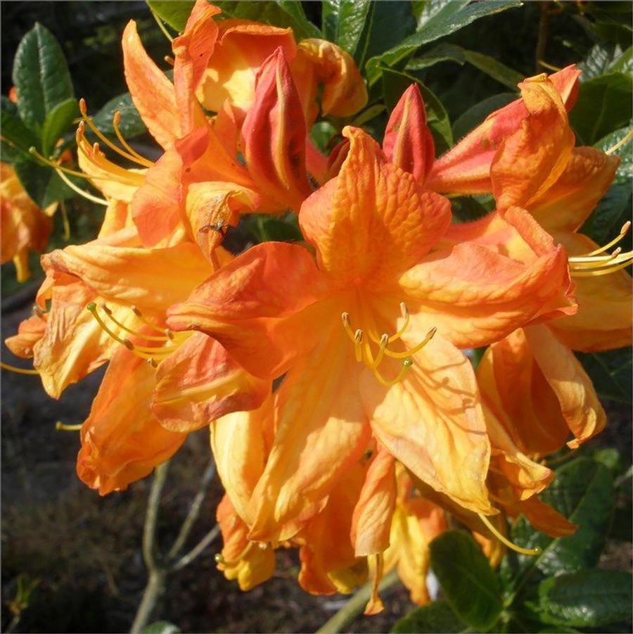 2g Arneson Gem Azalea