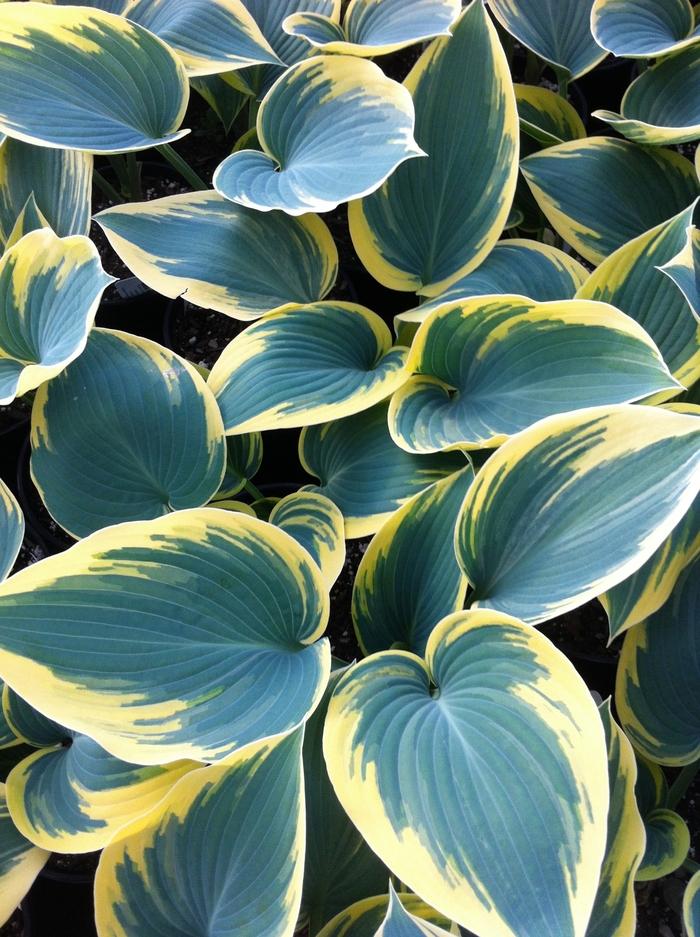 1g First Frost Plantain Lily