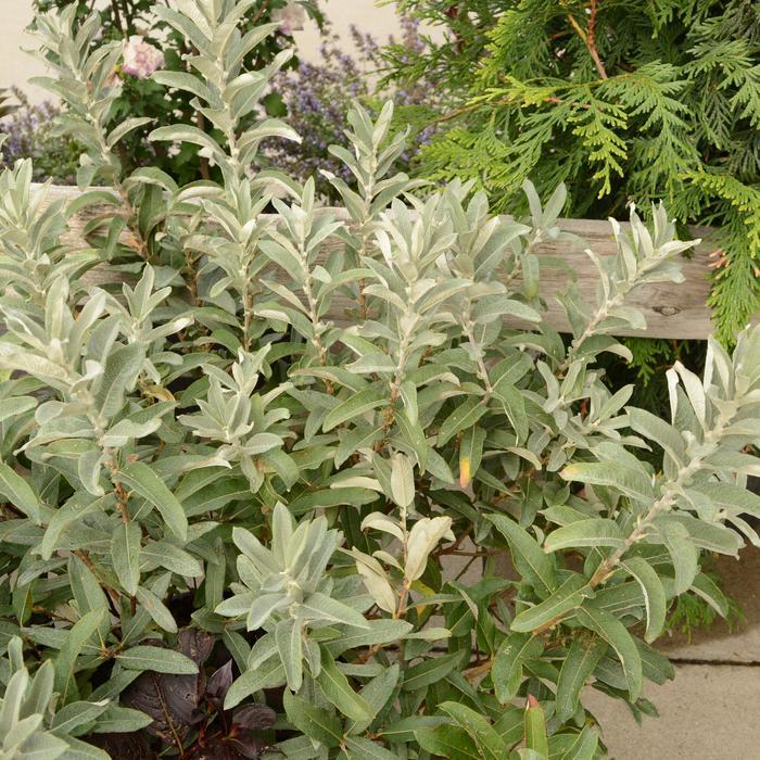 2g Iceberg Alley Willow