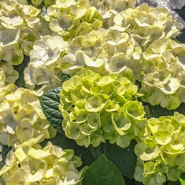 2g Grin and Tonic Hydrangea