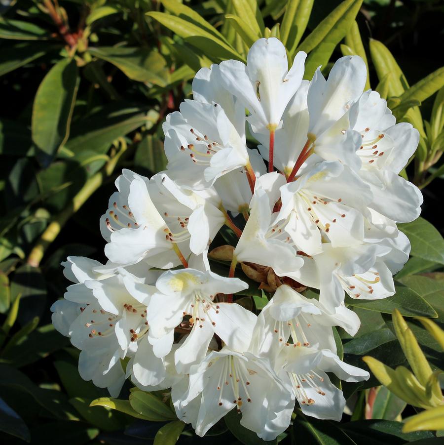 2g Chionoides Rhododendron
