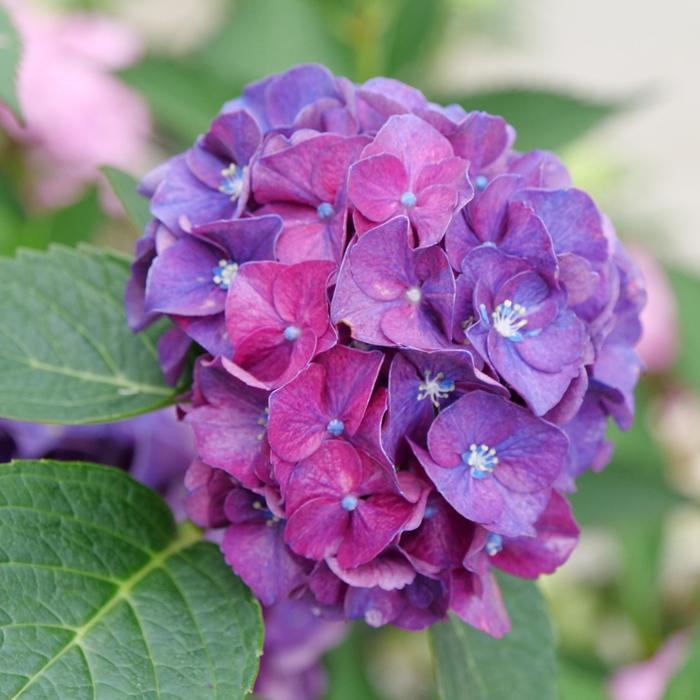 1 Quart Wee Bit Grumpy Bigleaf Hydrangea
