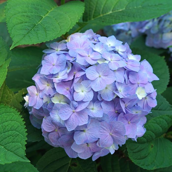 1 Quart Let's Dance Sky View Reblooming Hydrangea