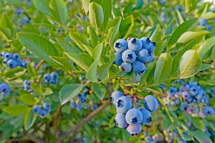 1g Top Hat Lowbush Blueberry