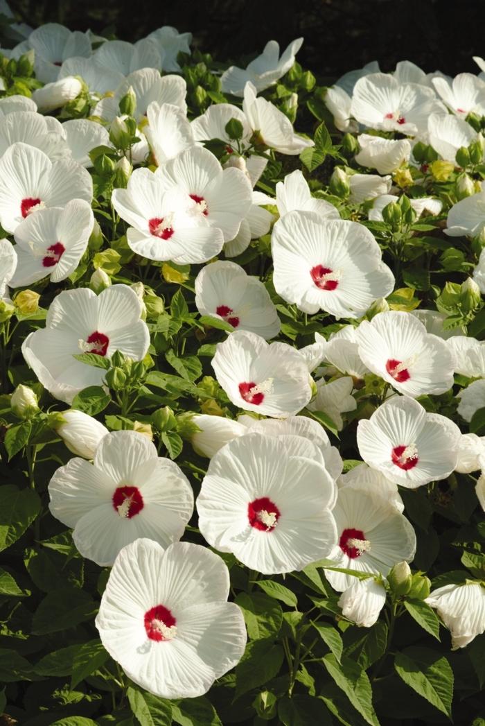 1g Luna White Rose Mallow