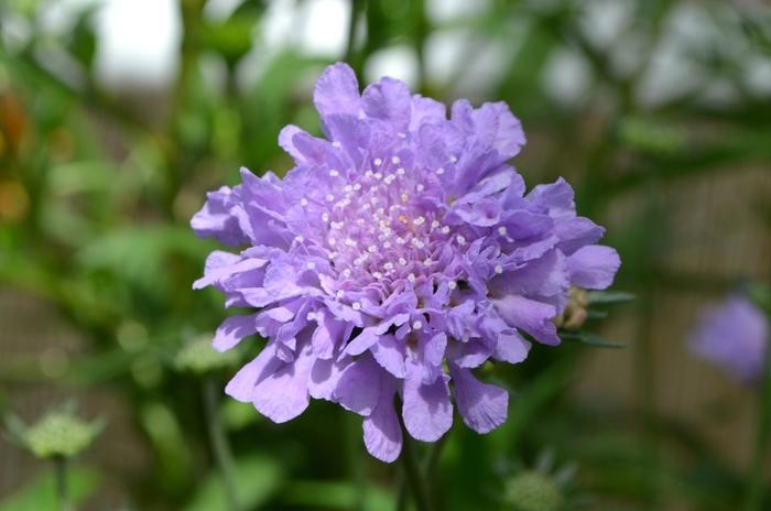 1g Deep Blue Pincushion Flower