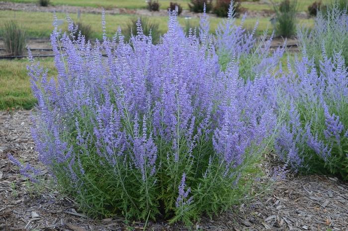 1g Blue Jean Baby Russian Sage