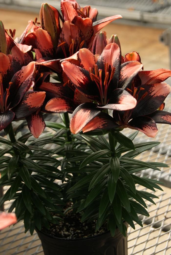 1g Tiny Shadow Asiatic Lily