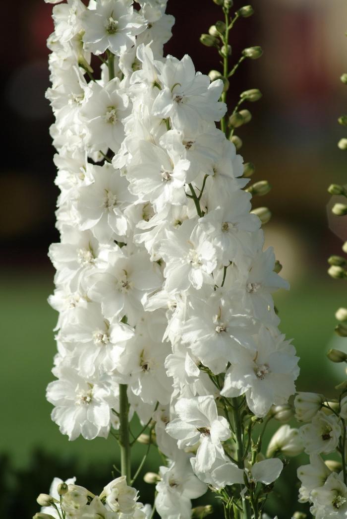 1g Guardian White Larkspur