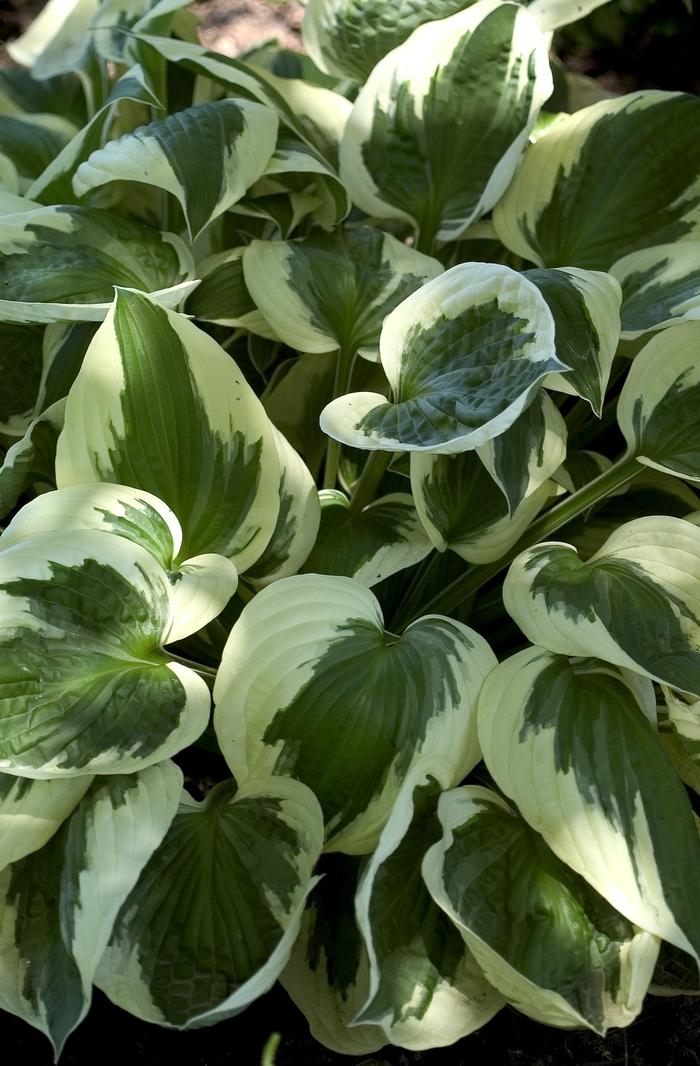 2g Patriot Plantain Lily