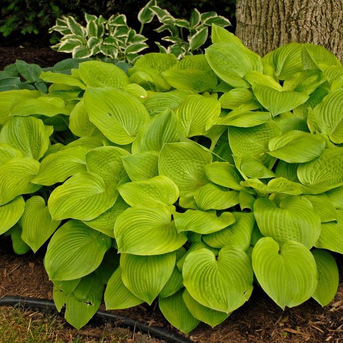2g Hosta August Moon