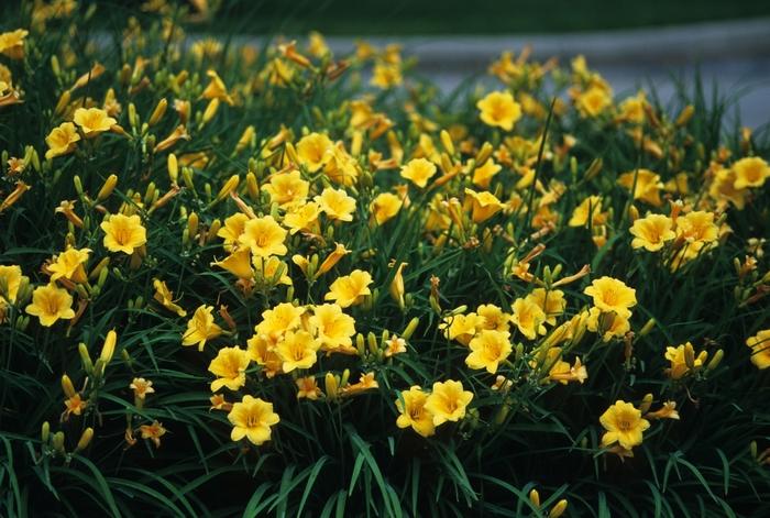 2g Stella de Oro Daylily