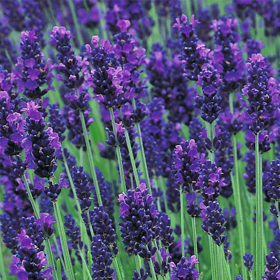 1g Hidcote Blue Lavender