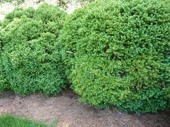 5g 50cm Green Velvet Boxwood
